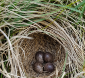 Eier Eines Wiesenpiepers